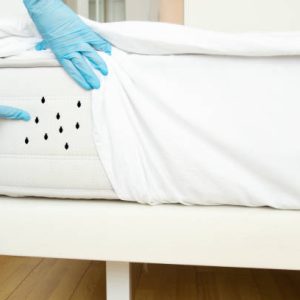 How to Choose the Best Bed Bug Exterminator in New York